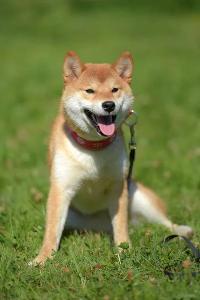 Siba Ken Bahagia Anjing Kecil Jepang Musim Panas Rumput — Stok Foto