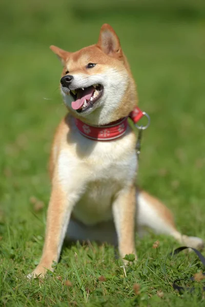 Feliz Siba Ken Pequeño Perro Japonés Verano Hierba —  Fotos de Stock