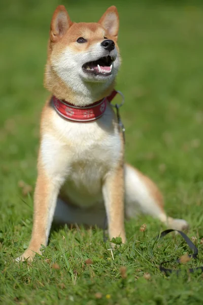 Feliz Siba Ken Pequeño Perro Japonés Verano Hierba — Foto de Stock