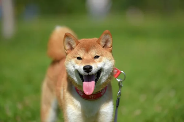 Siba Ken Bahagia Anjing Kecil Jepang Musim Panas Rumput — Stok Foto