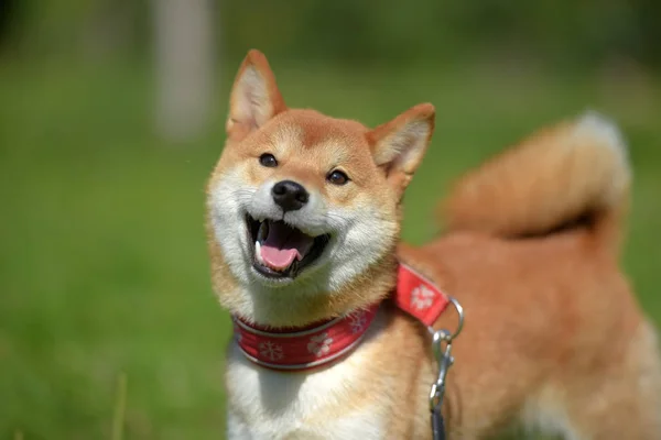 Onnellinen Siba Ken Pieni Japanilainen Koira Kesällä Nurmikolla — kuvapankkivalokuva