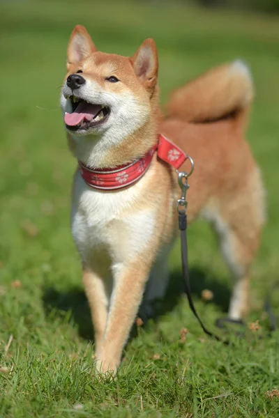 Feliz Siba Ken Pequeno Cão Japonês Verão Grama — Fotografia de Stock