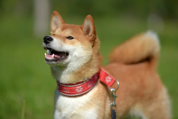 Glad Siba Ken Liten Japansk Hund Sommaren Gräset — Stockfoto