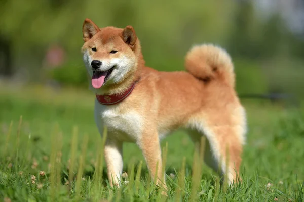Happy Siba Ken Malý Japonský Pes Létě Trávě — Stock fotografie