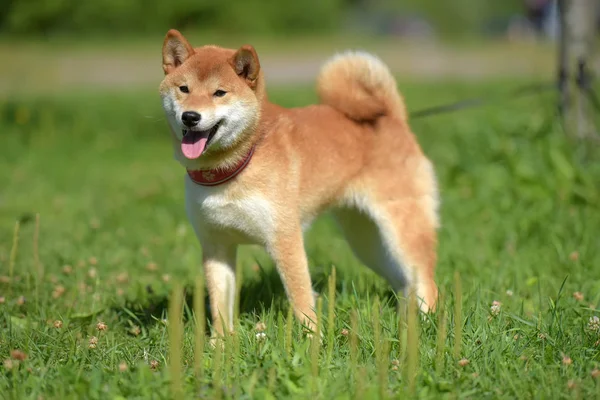 夏の芝生の上で小さな日本の犬芝県幸せ — ストック写真