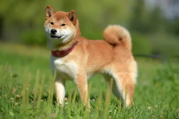 Feliz Siba Ken Pequeño Perro Japonés Verano Hierba — Foto de Stock