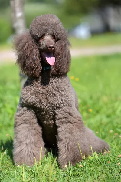 Kahverengi Kraliyet Fino Köpeği Çimlerin Üzerine Yaz — Stok fotoğraf