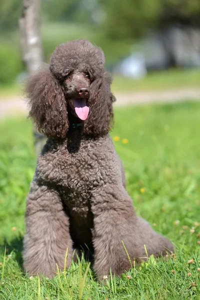 brown royal poodle in the summer on the grass