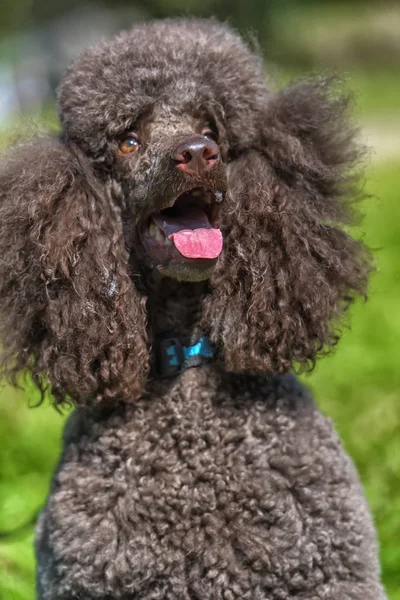 brown royal poodle in the summer on the grass