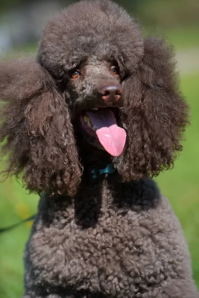 Brown Royal Poodle Summer Grass — Stock Photo, Image