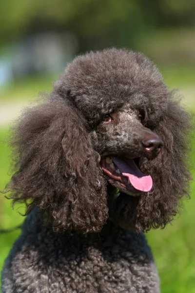 brown royal poodle in the summer on the grass