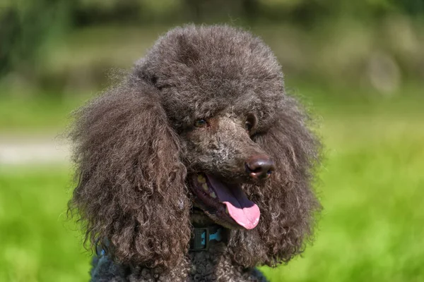 brown royal poodle in the summer on the grass