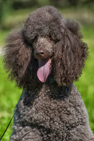 Caniche Real Marrón Verano Hierba —  Fotos de Stock