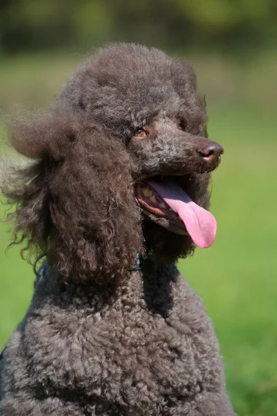 Poodle Real Marrom Verão Grama — Fotografia de Stock