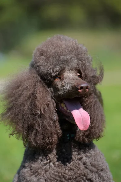 Caniche Real Marrón Verano Hierba —  Fotos de Stock