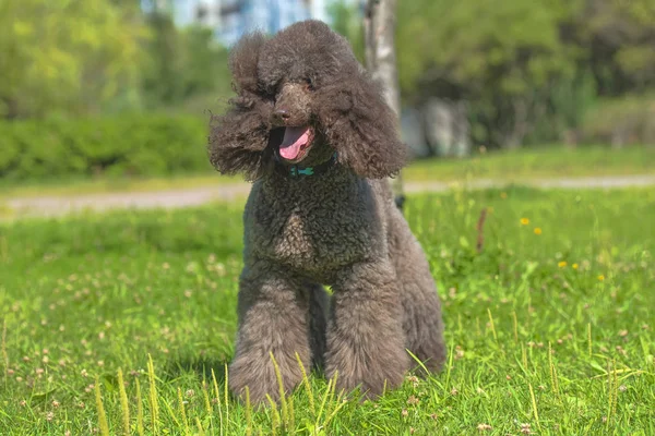 brown royal poodle in the summer on the grass