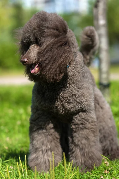 Poodle Real Marrom Verão Grama — Fotografia de Stock