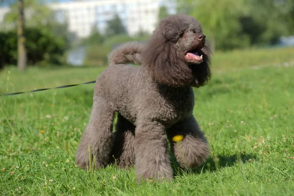 stock image brown royal poodle in the summer on the grass