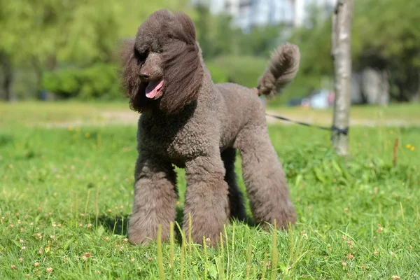 brown royal poodle in the summer on the grass