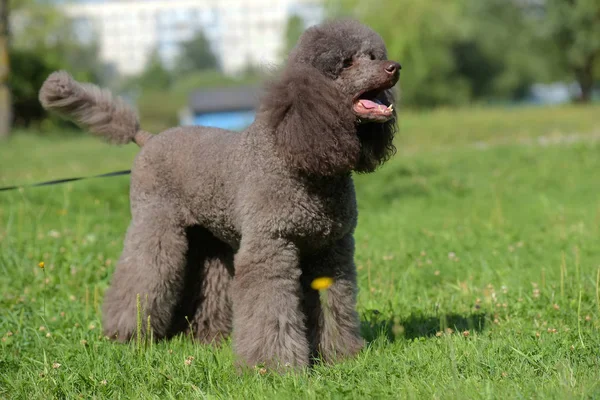 Poodle Real Marrom Verão Grama — Fotografia de Stock