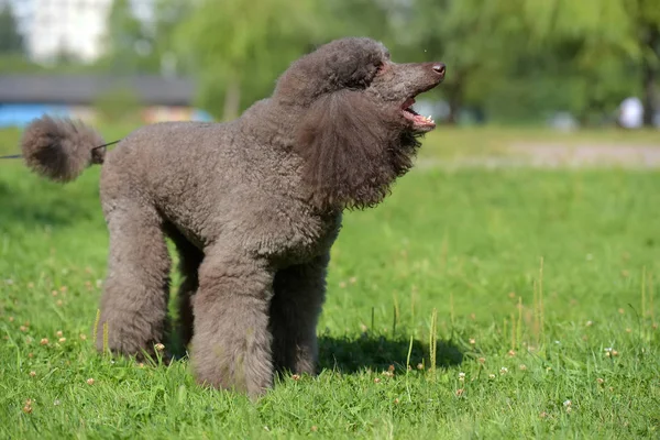 brown royal poodle in the summer on the grass