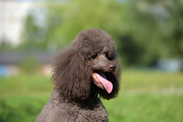 brown royal poodle in the summer on the grass