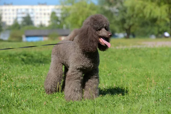 brown royal poodle in the summer on the grass