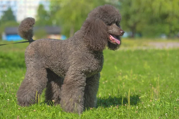 Poodle Real Marrom Verão Grama — Fotografia de Stock