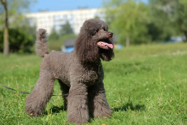 brown royal poodle in the summer on the grass