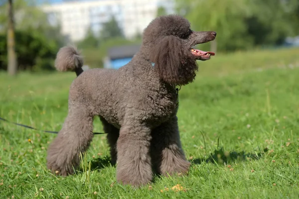 brown royal poodle in the summer on the grass