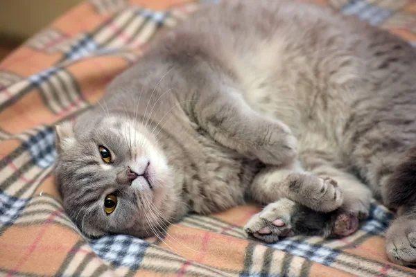 Chat Écossais Oreilles Nouées Gris Sur Carreaux — Photo