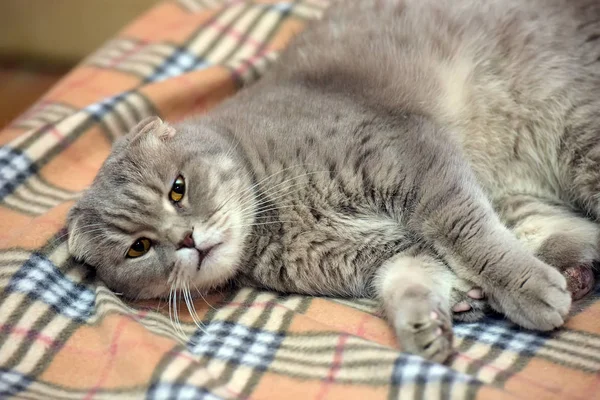 灰色の格子縞のスコティッシュ スコティッシュフォールド猫 — ストック写真