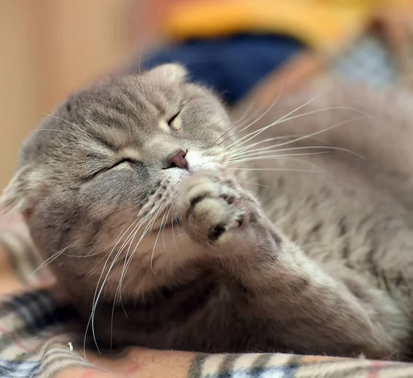 Cinza Escocês Lop Eared Gato Xadrez — Fotografia de Stock