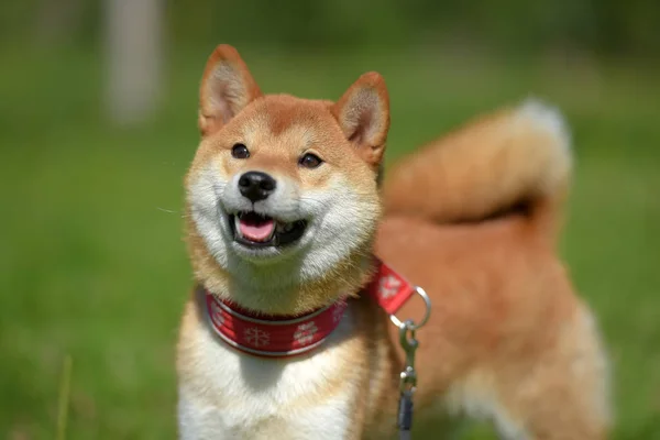 夏の芝生の上で小さな日本の犬芝県幸せ ロイヤリティフリーのストック写真