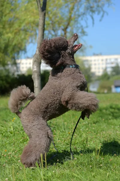 Brown Royal Poodle Jumps Toy — Stock Photo, Image