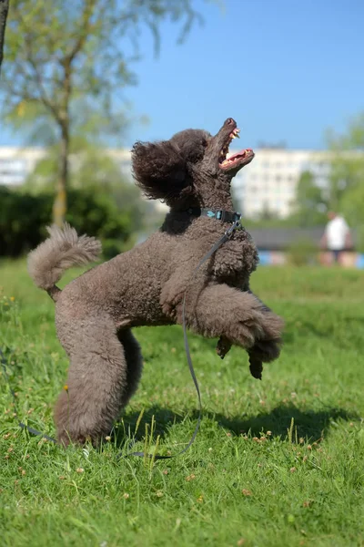 Anjing Pudel Coklat Kerajaan Melompat Untuk Mainan — Stok Foto