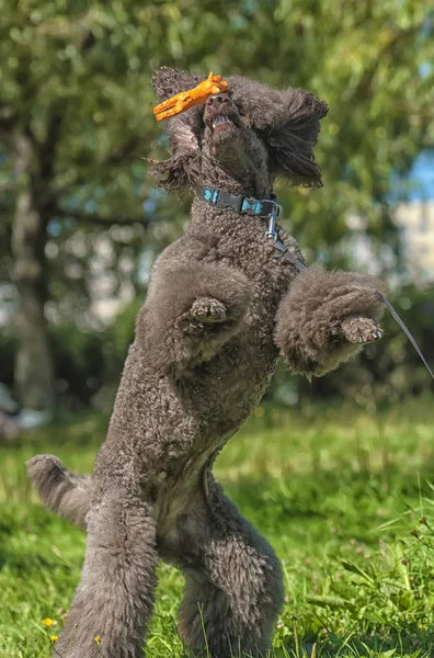 Brown Royal Poodle Jumps Toy — Stock Photo, Image