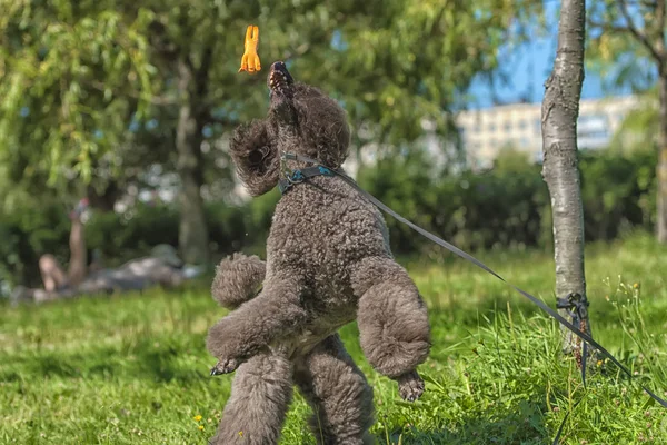 Braune Pudel Sprünge Für Spielzeug — Stockfoto