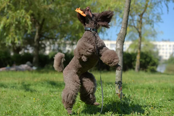 Brown Royal Poodle Jumps Toy — Stock Photo, Image