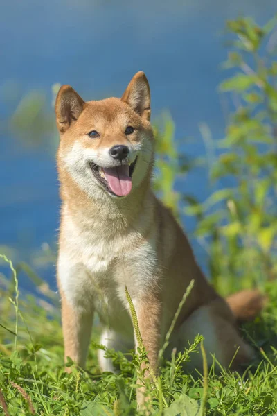 Siba Inu Achtergrond Van Water — Stockfoto