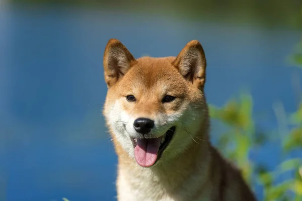 Siba Inu Auf Dem Hintergrund Von Wasser — Stockfoto