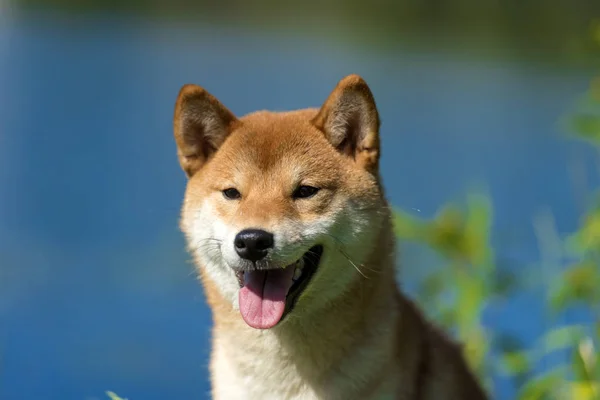 Siba 犬在水的背景下 — 图库照片