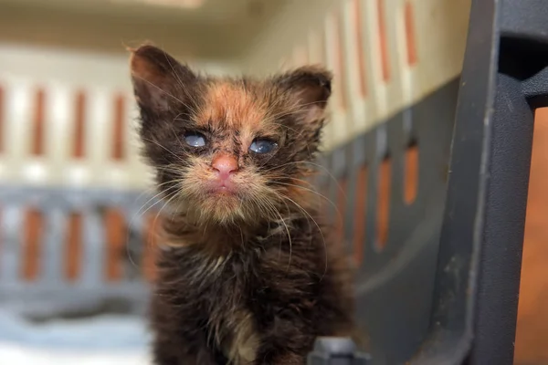 Malé Špinavé Kotě Oční Onemocnění Způsobeno Infekcí Útulku — Stock fotografie