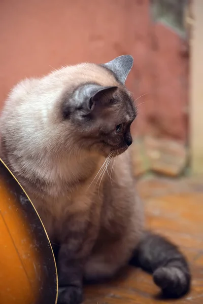 Пожилой Летний Сиамский Кот — стоковое фото