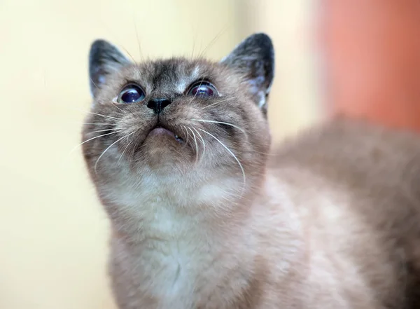 Elderly Year Old Siamese Cat — Stock Photo, Image