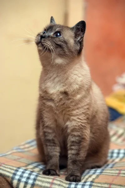 Anziano Anni Gatto Siamese — Foto Stock