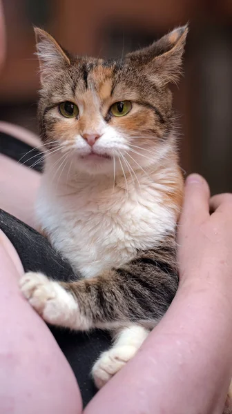 Прекрасная Трехцветная Кошка Руках Хозяйки — стоковое фото