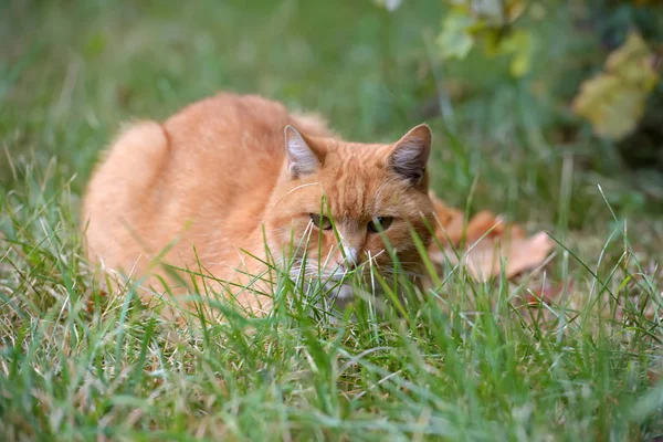 芝生の上に横たわる悲しい赤ホームレス猫 — ストック写真