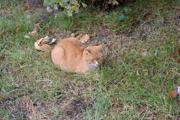 Traurige Rote Obdachlose Katze Liegt Auf Dem Rasen — Stockfoto