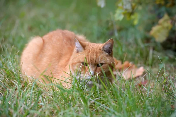 Triste Chat Sans Abri Rouge Couché Sur Pelouse — Photo